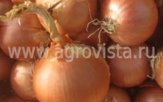 Лук на фоне с надписью www.agrovista.ru - ГЭО