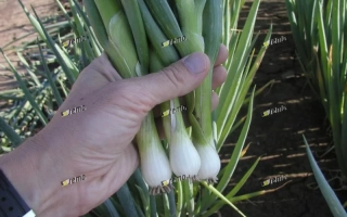 Рука держит пучок свежего лука Герда на фоне грядки