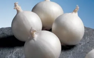 Гладкие белые луковицы на темном фоне - Гледстоун F1