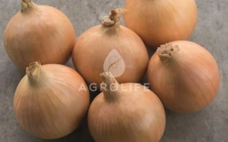 Свіжі цибулинки на сірому фоні з логотипом AGROLINE - Хайтек