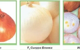 Красные луковицы ИВАШКА в упаковке