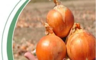 Рука держит три луковицы сорта Каладо F1 на фоне поля