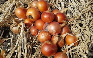 Каліпсо / Каліпсо