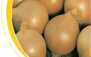 Свежие луковицы на фоне с желтой декоративной рамкой - Карлос F1