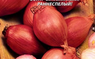 Семена лука сорта Каскад на красном фоне