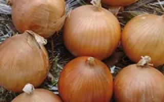 Кассиопея F1