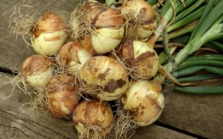 Свежий лук с корнями и зеленью на деревянной поверхности - Кира