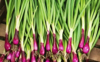 Свежий лук-порей с зелеными перьями и фиолетовыми луковицами - КРАСАВЕЦ
