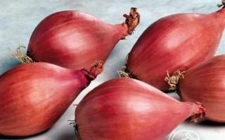 Красные луковицы Краснообский на светлом фоне