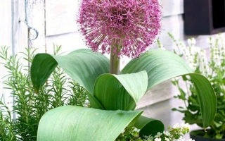 Красный Великан