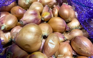 Кущевка местная