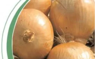 Свежий лук на земле - Кваттро F1