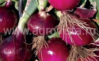 Червоні цибулинки на стеблах - Ламбруско