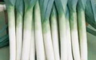 Свежий лук-порей с зелеными перьями и белыми основаниями - Ленцелот