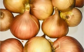 Свежие луковицы сорта Любимец Урала