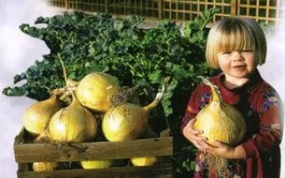 Пакет насіння цибулі сорту Маяк F1 з зображенням врожаю та дитини