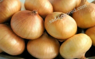 Свежие луковицы сорта Мячковский 300