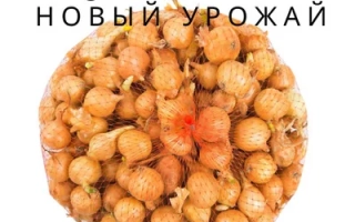 Пакет с луком-севком Новый Урожай, 0,5 кг - Магистр