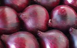 Червоні цибулини сорту Магнат