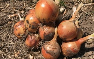 Свіжі цибулинні сорту Меранто на землі