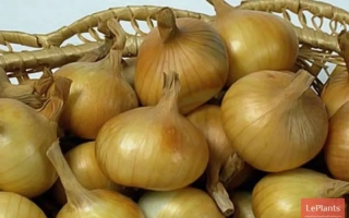 Корзина с луком МЕЖСЕЗОНЬЕ