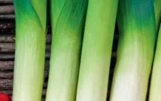 Свежий лук-порей на деревянном фоне - МИЛЛИОНЕР