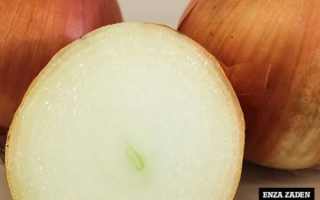 Лук Мінді на розрізі з цілими цибулинами на фоні