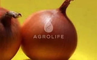 Дві цибулини сорту Minnesota на жовтому фоні з логотипом AGROLIFE - Міннесота