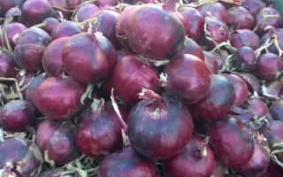 Куча червоних цибулин сорту Монастрель