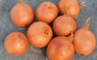 Група цілих цибулин цибулі на сірому фоні - Монделла