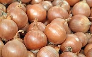 Свежие луковицы сорта МОУШЕН