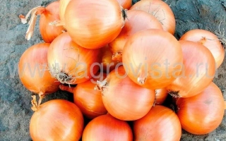 Сорт лука НУН 7002 F1 на земле