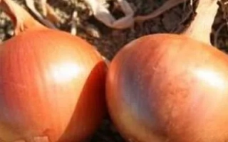 ОДНОЛЕТНИЙ ХАВСКИЙ 74