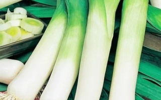 Свежий лук-порей на зелёном фоне - ОЛИМПОС