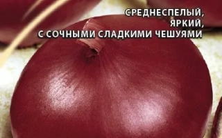 Пакет семян лука сорта ОЗОРНИК