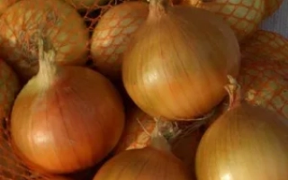 Свіжа цибуля в сітці - Пантер