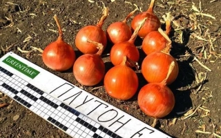 Красные луковицы сорта ПЛЮТОН F1 на земле с измерительной линейкой - Плутон