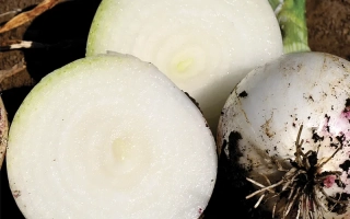 Примо Бланко