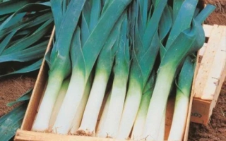 Свіжий цибуля-порей у дерев'яному ящику на землі - Пацекс