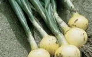 Свежий лук с зелеными перьями на земле - Радар