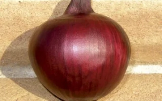 Червона цибуля сорту Red Mech на світлому фоні - Ред Меч