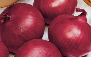 Красные луковицы сорта Red Sweet на светлом фоне - РЕД СВИТ