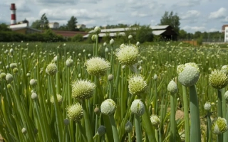 Русский Зимний