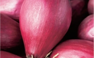 Семена лука Шаман на красном фоне