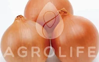 Три цибуліни сорту AGROLIFE на білому фоні - Сандра