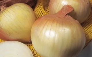 Сеншуй Елоу Глоб