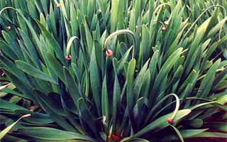 Сибирский Янтарь