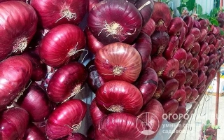 Крупные красные луковицы сорта СИНГИ 2 ХО