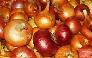 Свежий лук разных сортов на деревянной поверхности - СИР 7