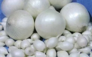 Свіжа цибуля на синьому фоні - Сноупек